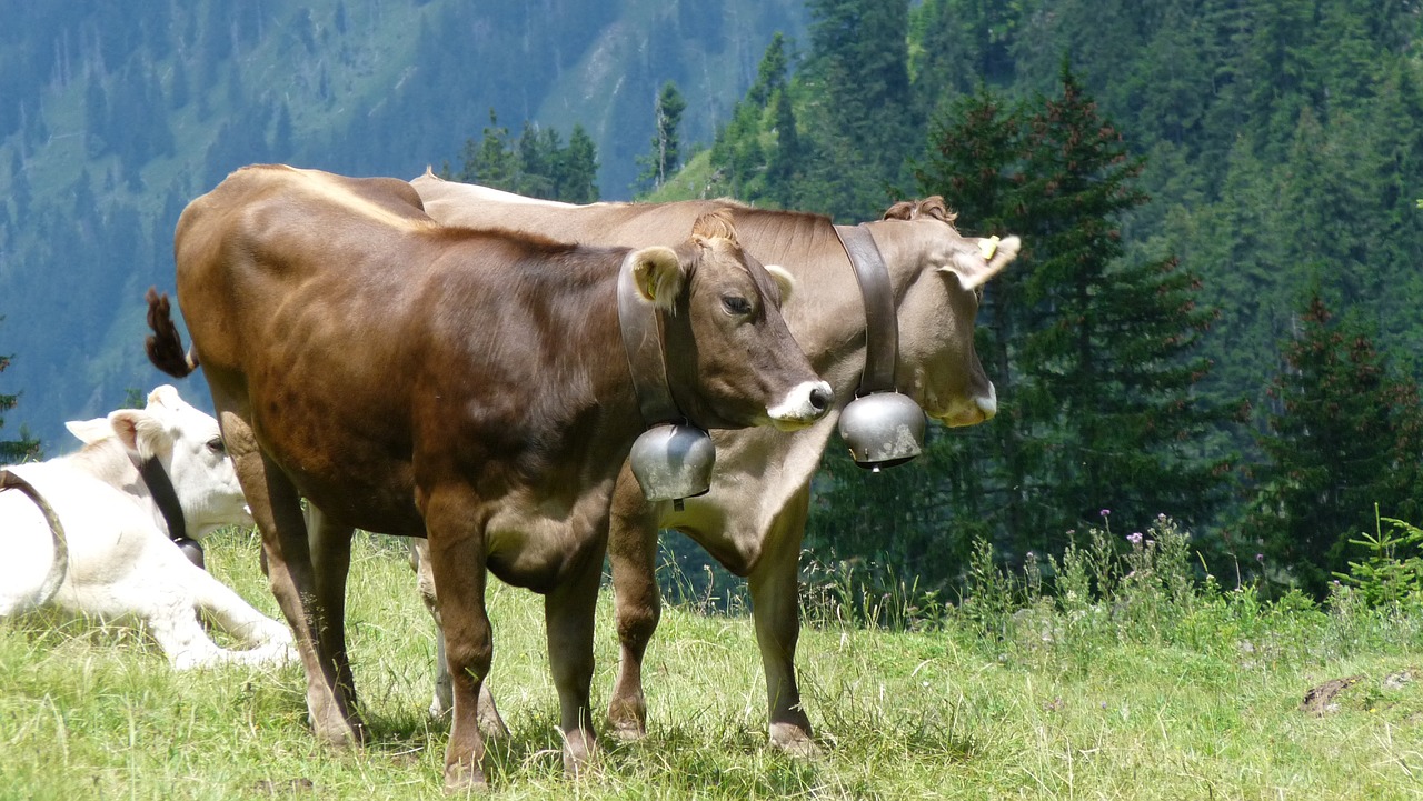 Allgäu, Karvė, Karvės, Jautiena, Galvijai, Kalnai, Vasara, Šventė, Žygiai, Nemokamos Nuotraukos