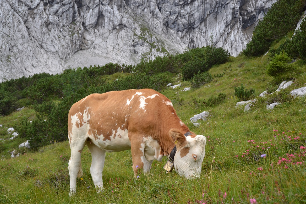 Allgäu, Karvė, Allgäu Rudas, Ganykla, Karvės, Atrajotojas, Bavarija, Garmisch, Alpių Pieva, Alm