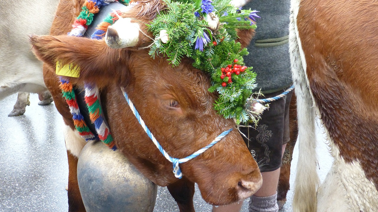 Allgau, Pfronten, Viehscheid, Karvės, Tradicija, Galvos Apdangalai, Nemokamos Nuotraukos,  Nemokama Licenzija