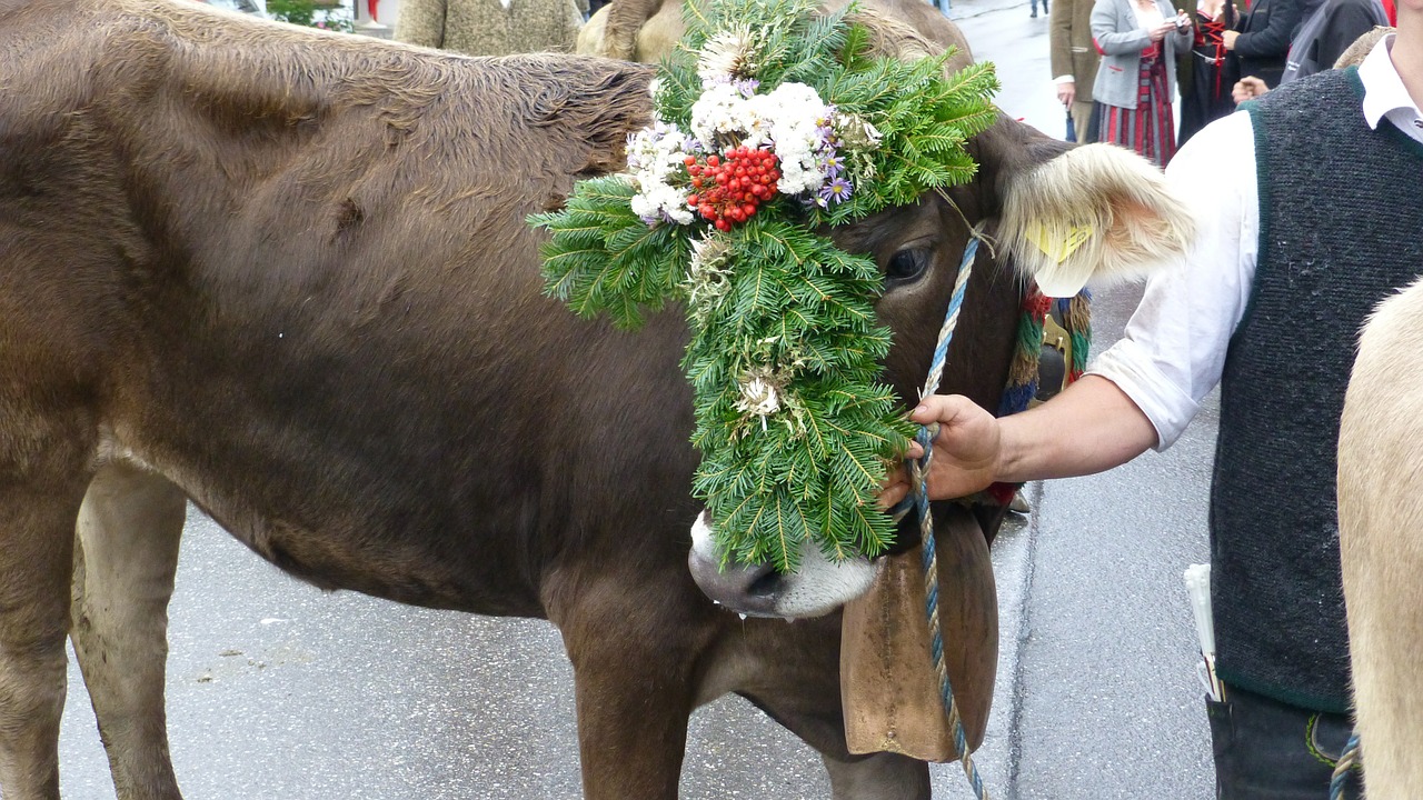 Allgau, Pfronten, Viehscheid, Karvės, Tradicija, Galvos Apdangalai, Nemokamos Nuotraukos,  Nemokama Licenzija