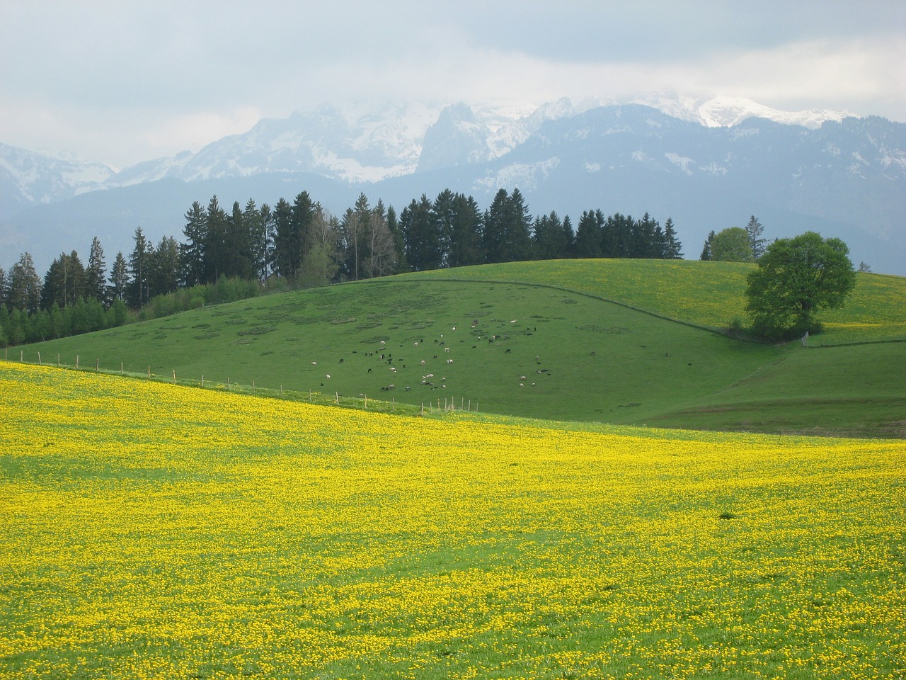 Allgäu, Pavasaris, Lowenzahnwiese, Kalnai, Alpių Gėlė, Geltona, Nemokamos Nuotraukos,  Nemokama Licenzija