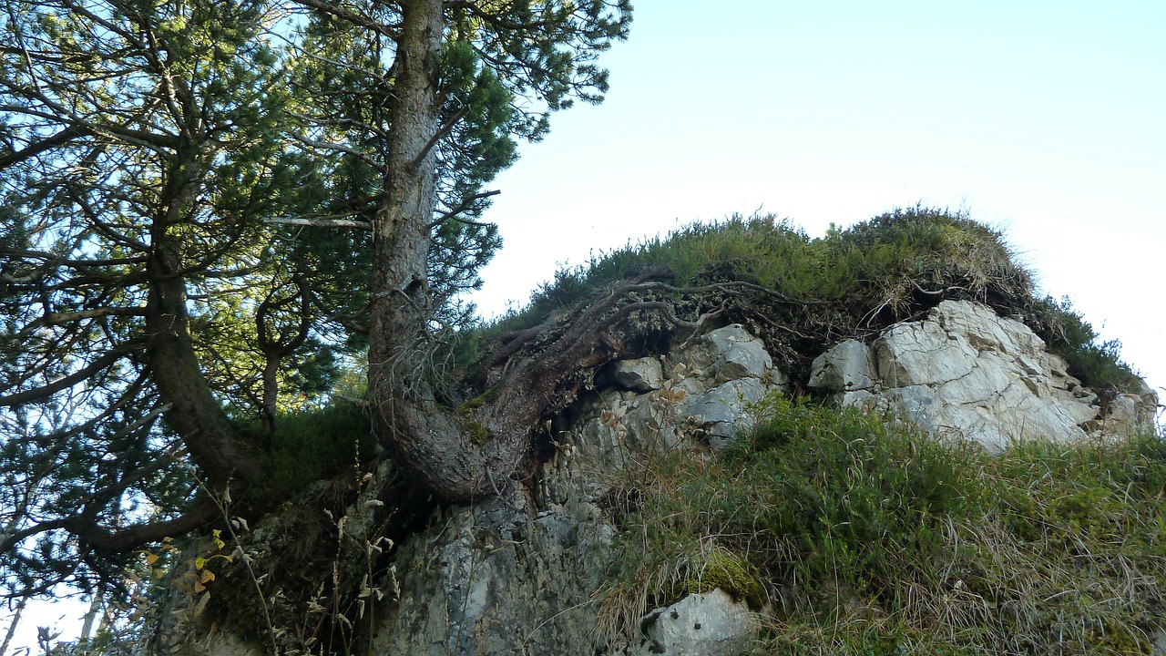 Allgäu, Medis, Rokas, Užaugo, Nemokamos Nuotraukos,  Nemokama Licenzija