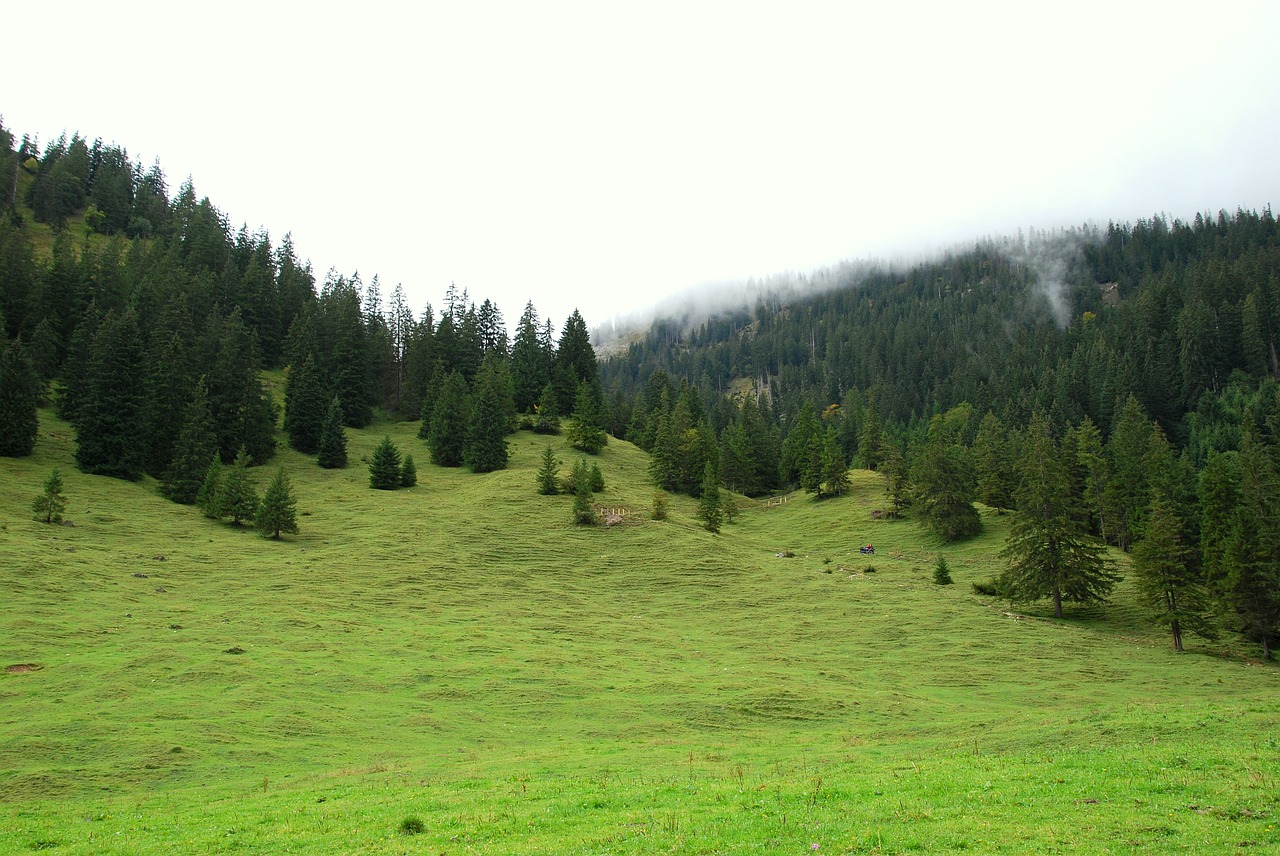 Allgäu, Pieva, Medžiai, Gamta, Kraštovaizdis, Ganykla, Vasara, Medžių Giraitė, Žolė, Bavarija