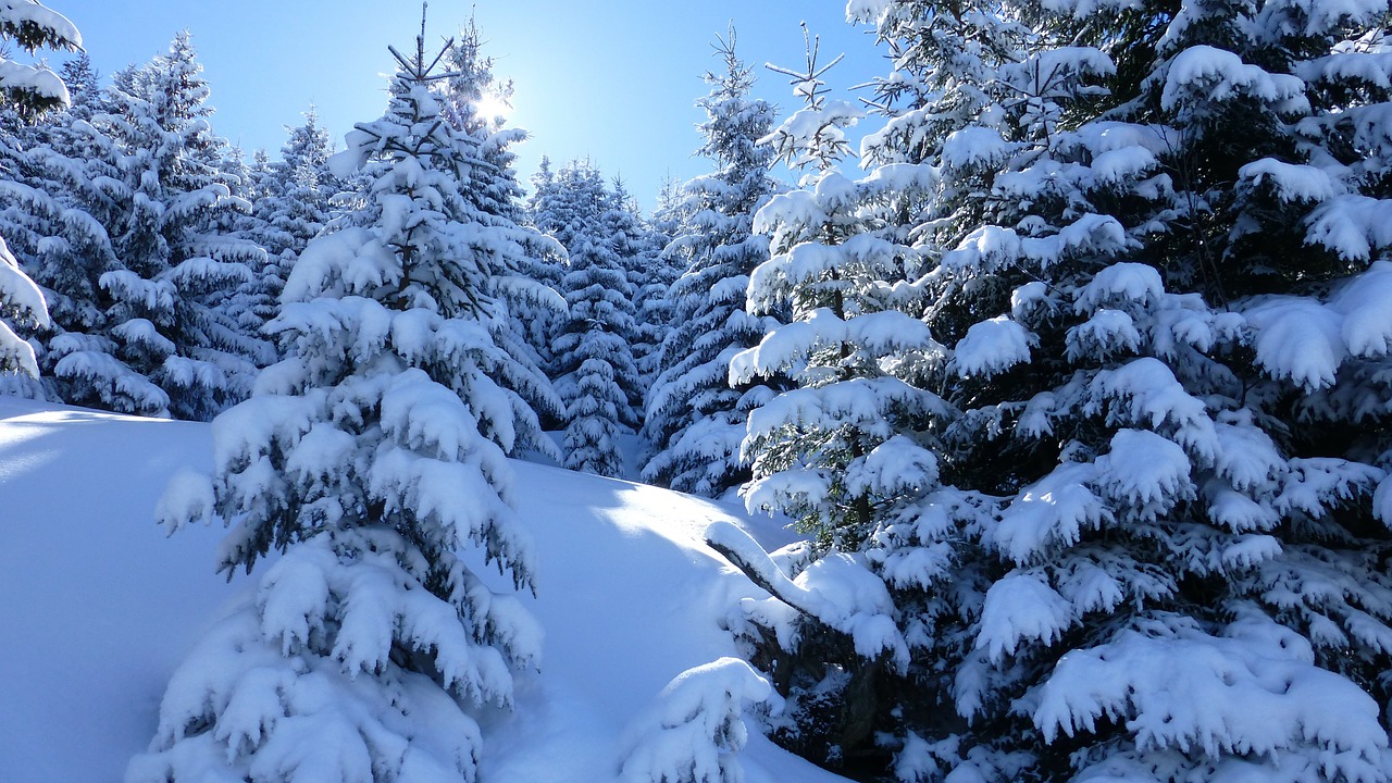 Allgäu, Alpių Akys, Žiema, Sniegas, Medžiai, Nemokamos Nuotraukos,  Nemokama Licenzija