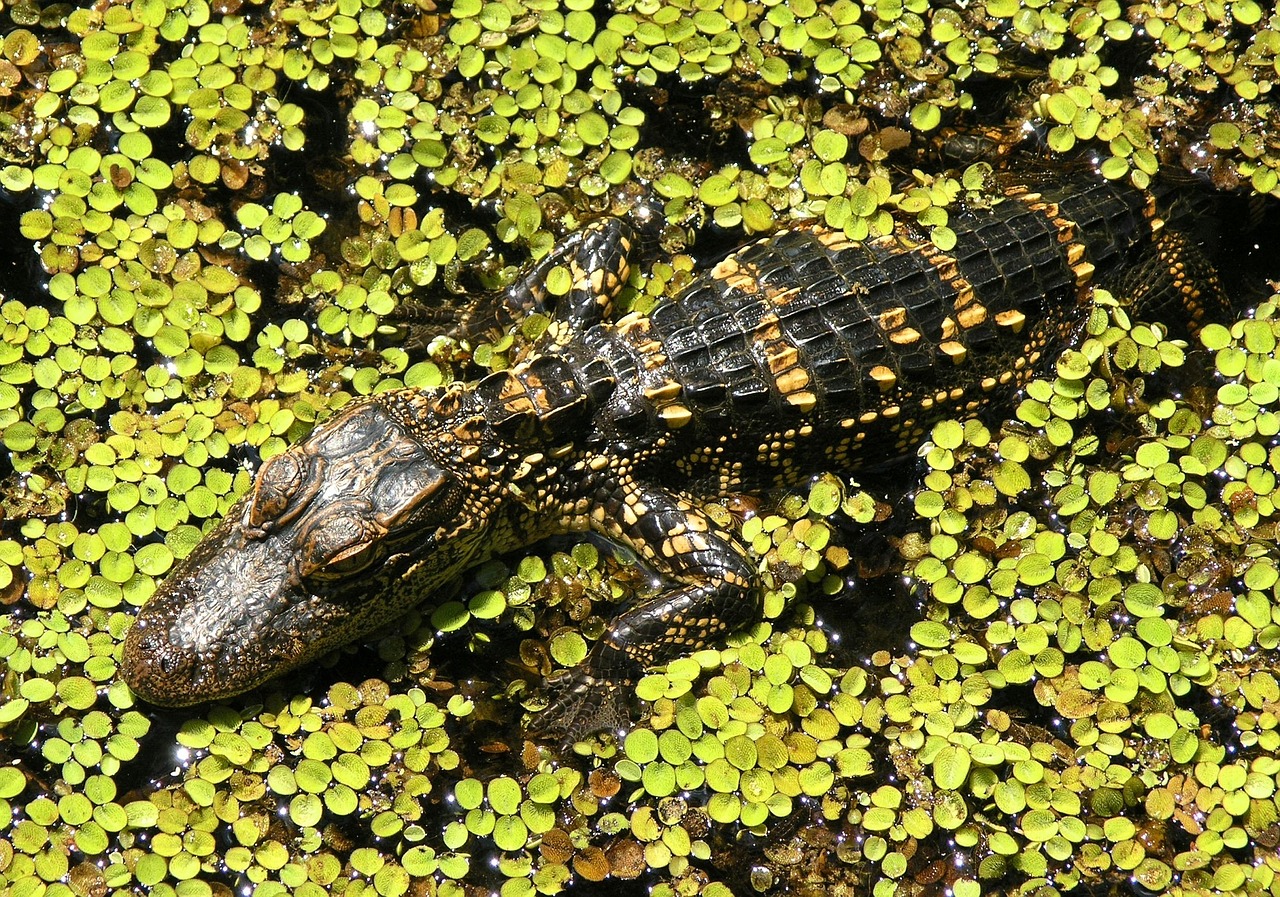 Aligatorius, Kūdikis, Jaunas, Ropliai, Pelkė, Laukinė Gamta, Gamta, Vanduo, Augalai, Everglades