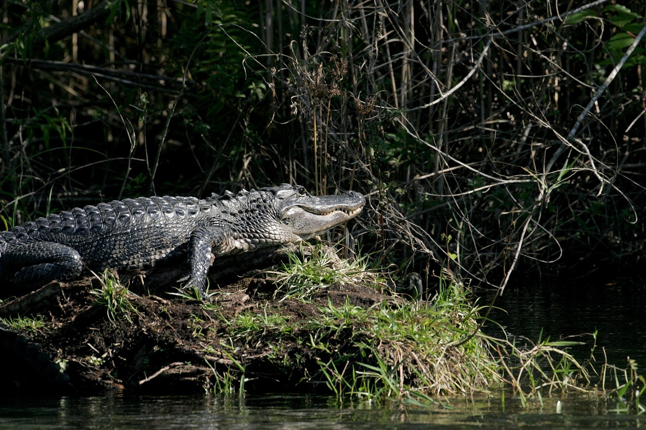 Aligatorius, Vanduo, Sunning, Bankas, Krantas, Ropliai, Pelkė, Laukinė Gamta, Aligatorius, Lauke