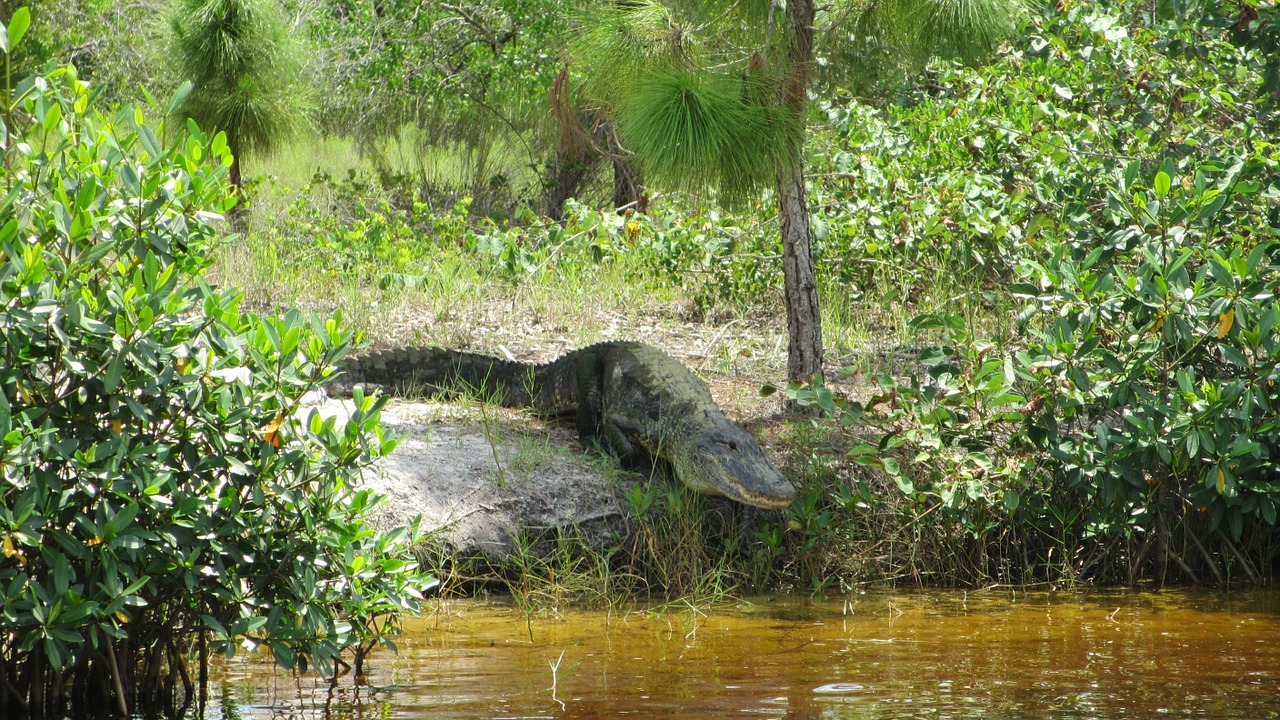 Aligatorius, Florida, Krokodilas, Laukinė Gamta, Plėšrūnas, Nemokamos Nuotraukos,  Nemokama Licenzija