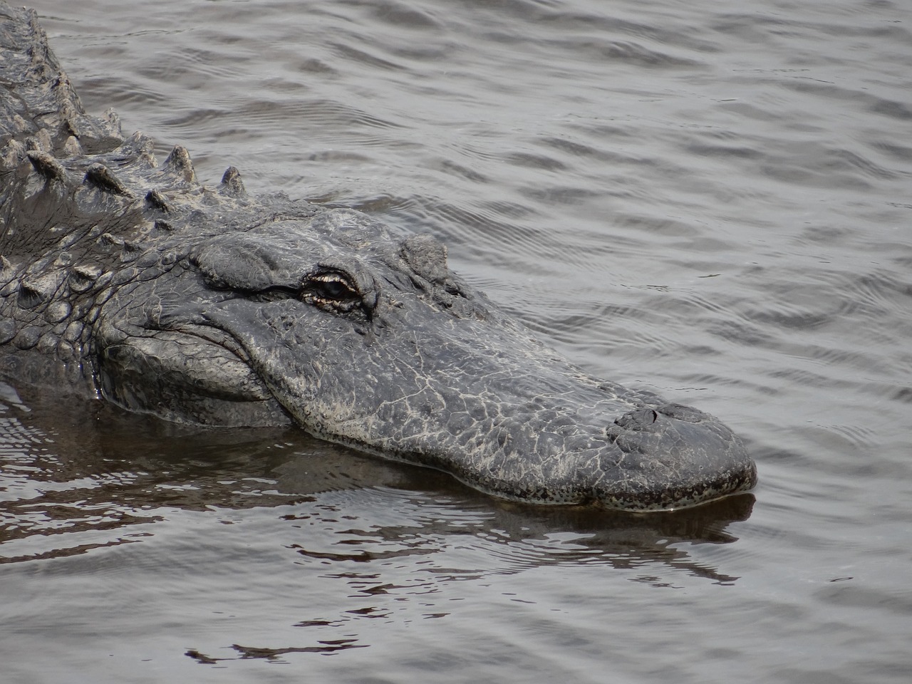 Aligatorius, Aligatorius, Laukinė Gamta, Florida, Nemokamos Nuotraukos,  Nemokama Licenzija