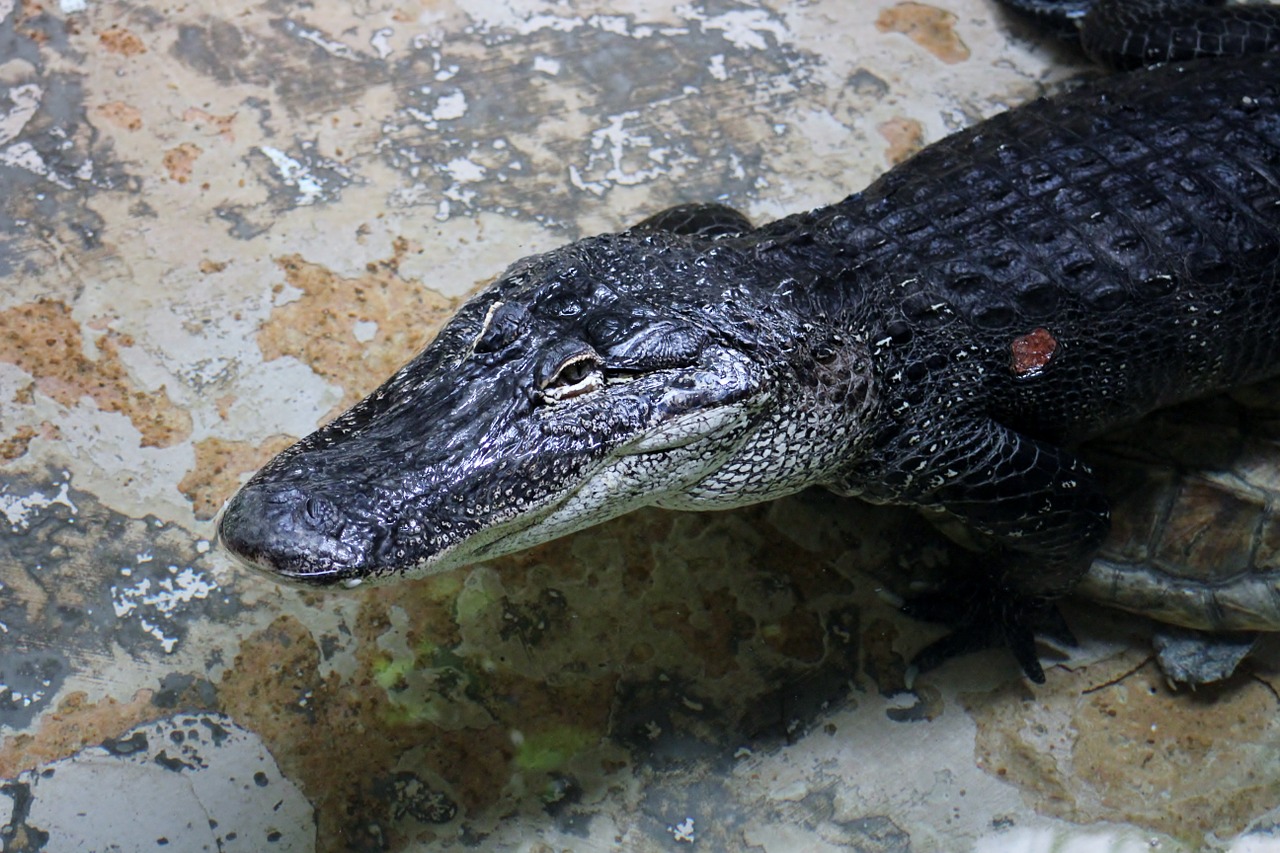 Aligatorius, Ropliai, Zoologijos Sodas, Aligatorius, Nemokamos Nuotraukos,  Nemokama Licenzija