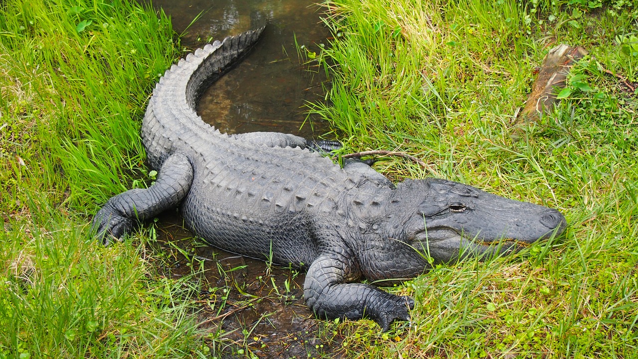 Aligatorius, Zoologijos Sodas, Laukinė Gamta, Gyvūnas, Ropliai, Plėšrūnas, Nemokamos Nuotraukos,  Nemokama Licenzija