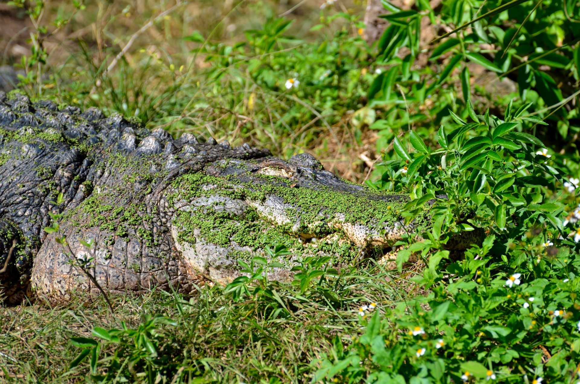 Aligatoriai,  Amerikietis,  Amfibija,  Gyvūnas,  Vandens,  Mėsėdis,  Padaras,  Croc,  Krokodilas,  Pavojus