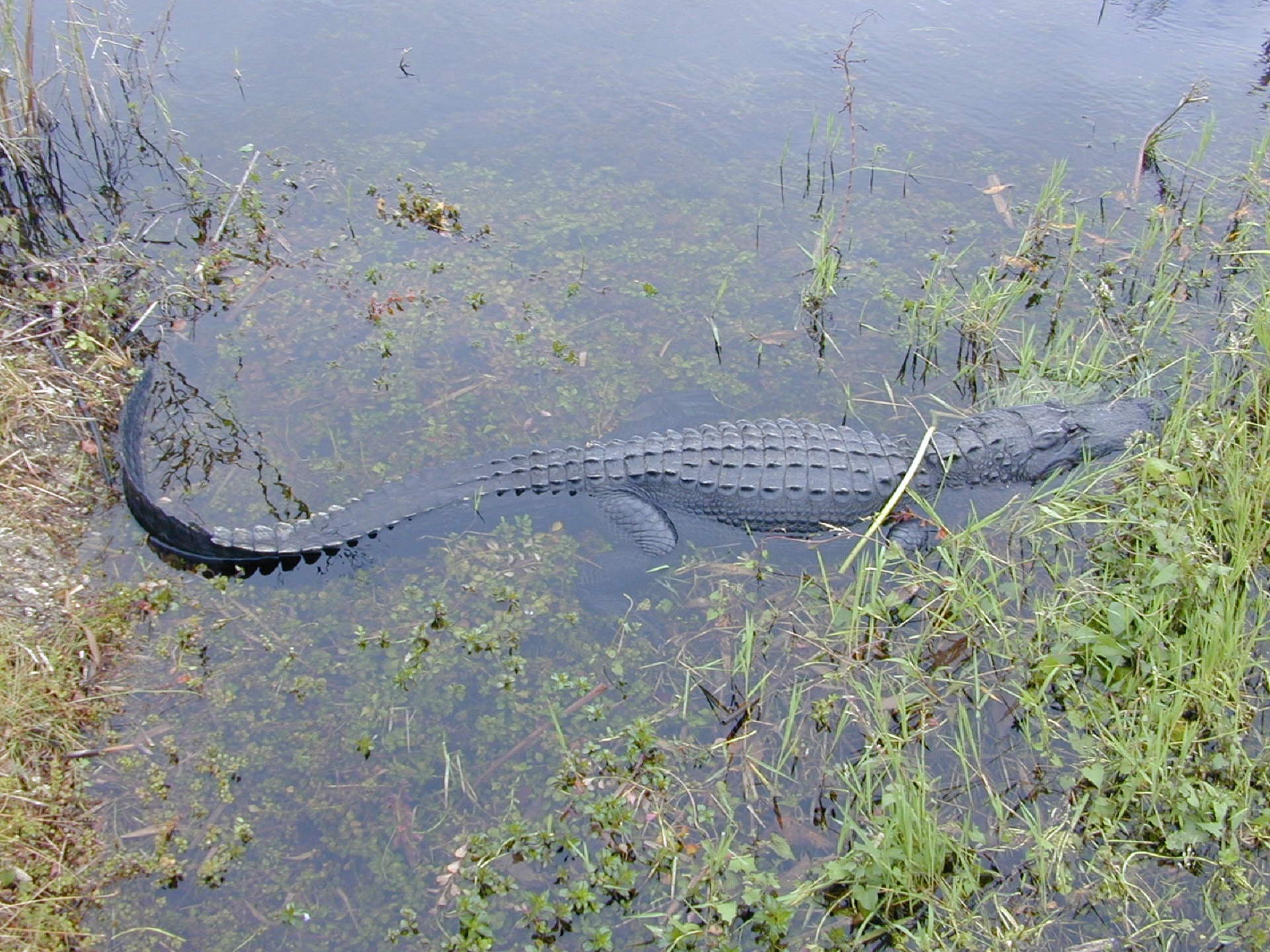 Aligatorius,  Portretas,  Vanduo,  Pelkė,  Laukinė Gamta,  Gamta,  Panardintas,  Atogrąžų,  Galva,  Usgs