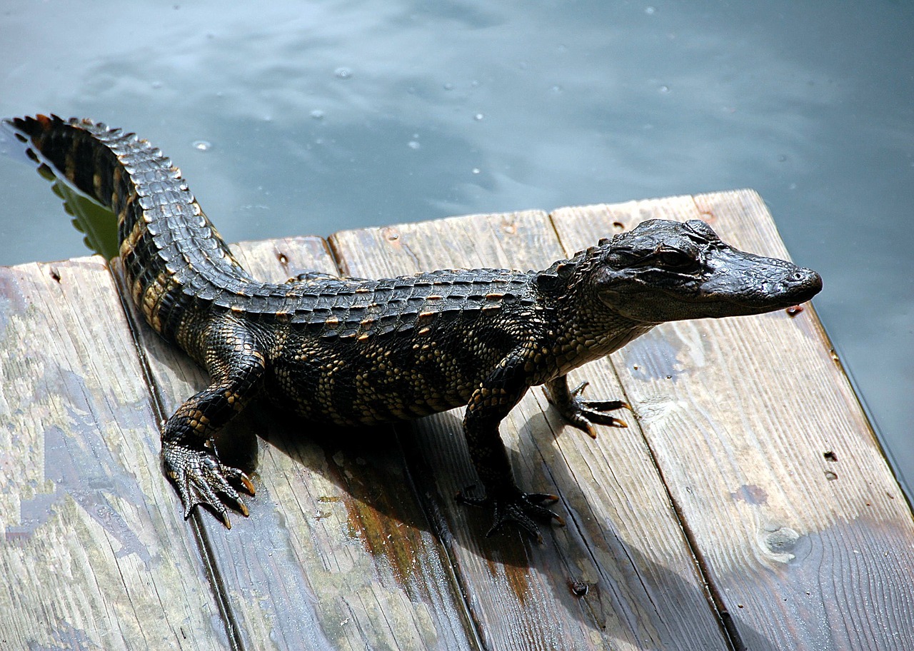 Aligatorius, Ropliai, Amerikietis, Prieplauka, Laukinė Gamta, Gyvūnas, Gamta, Plėšrūnas, Pavojus, Pavojingas