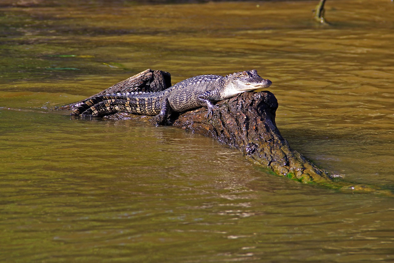Aligatorius, Pelkė, Bayou, Gyvūnas, Krokodilas, Luiziana, Laukinė Gamta, Upė, Plėšrūnas, Degintis