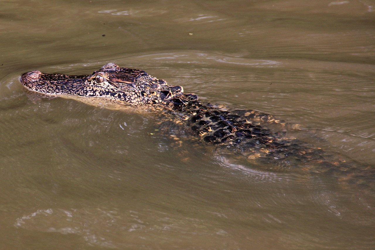 Aligatorius, Pelkė, Bayou, Gyvūnas, Krokodilas, Luiziana, Laukinė Gamta, Upė, Plėšrūnas, Degintis