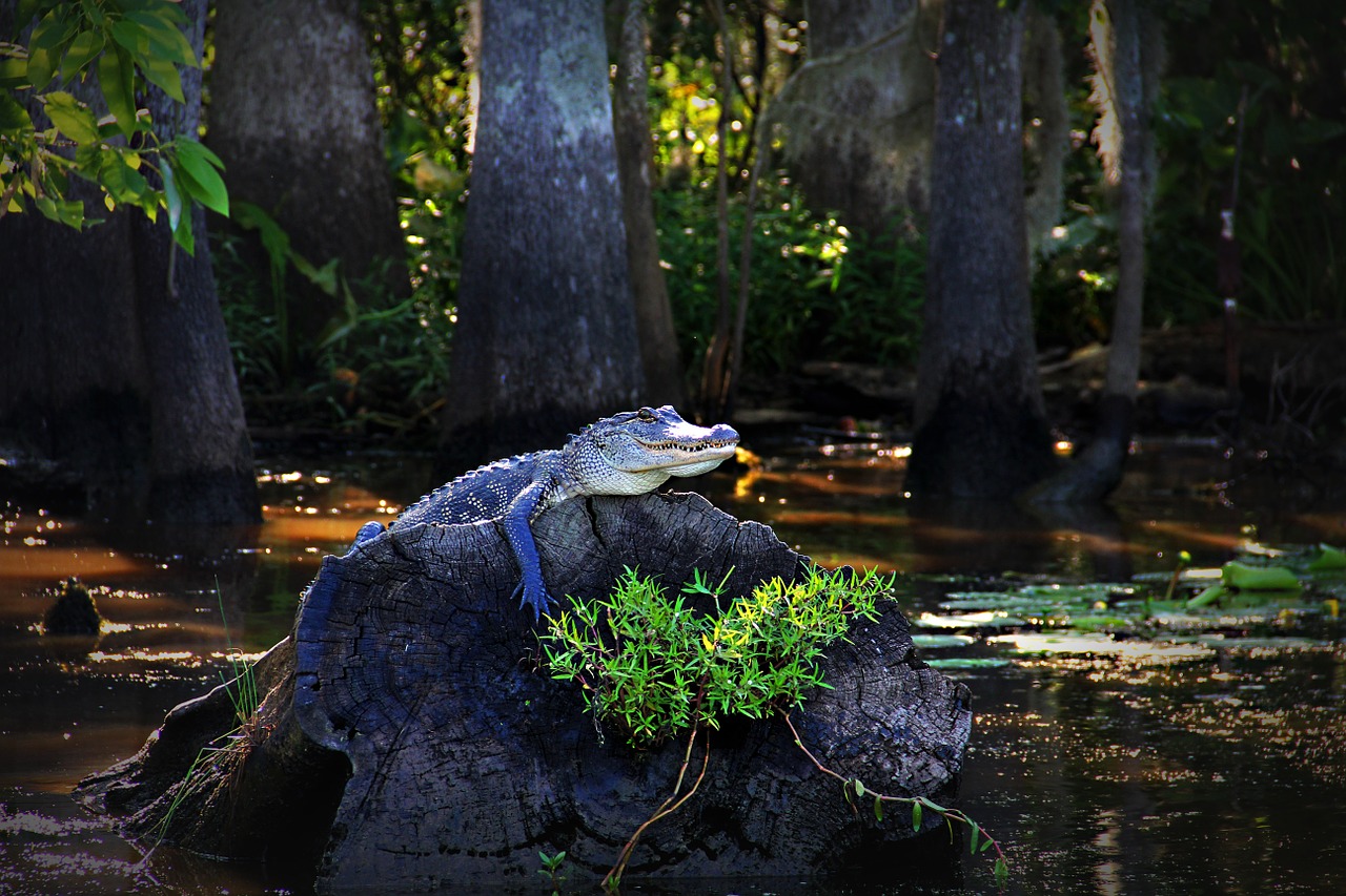 Aligatorius, Aligatorius, Luiziana, Pelkė, Bayou, Vanduo, Kumpas, Ropliai, Nemokamos Nuotraukos,  Nemokama Licenzija