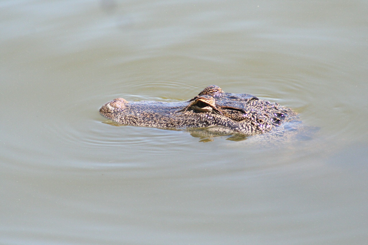 Aligatorius, Florida, Aligatorius, Ropliai, Gamta, Laukinė Gamta, Gyvūnas, Plėšrūnas, Pavojingas, Laukiniai