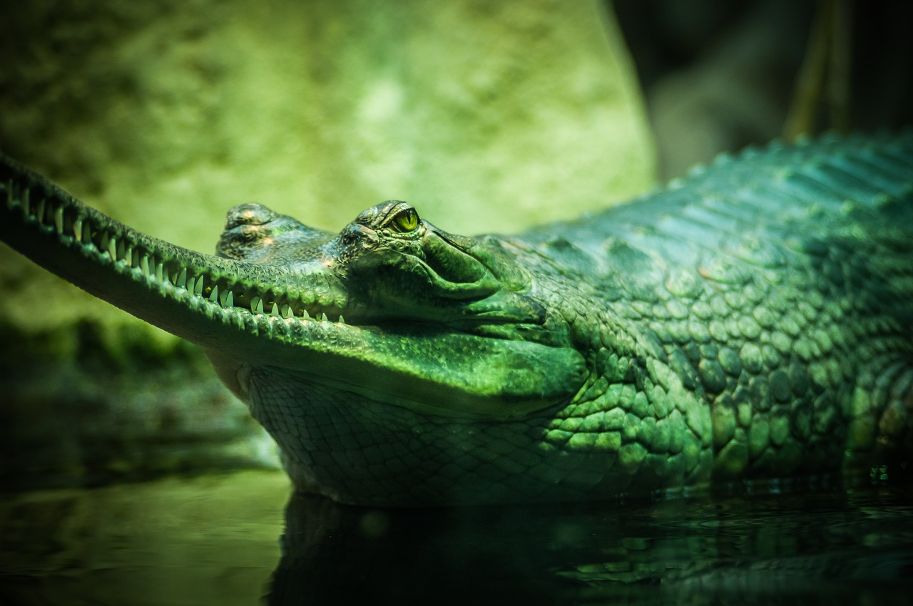 Aligatorius, Gyvūnas, Gyvūnų Fotografija, Iš Arti, Krokodilas, Pavojingas, Plėšrūnas, Ropliai, Dantys, Vanduo