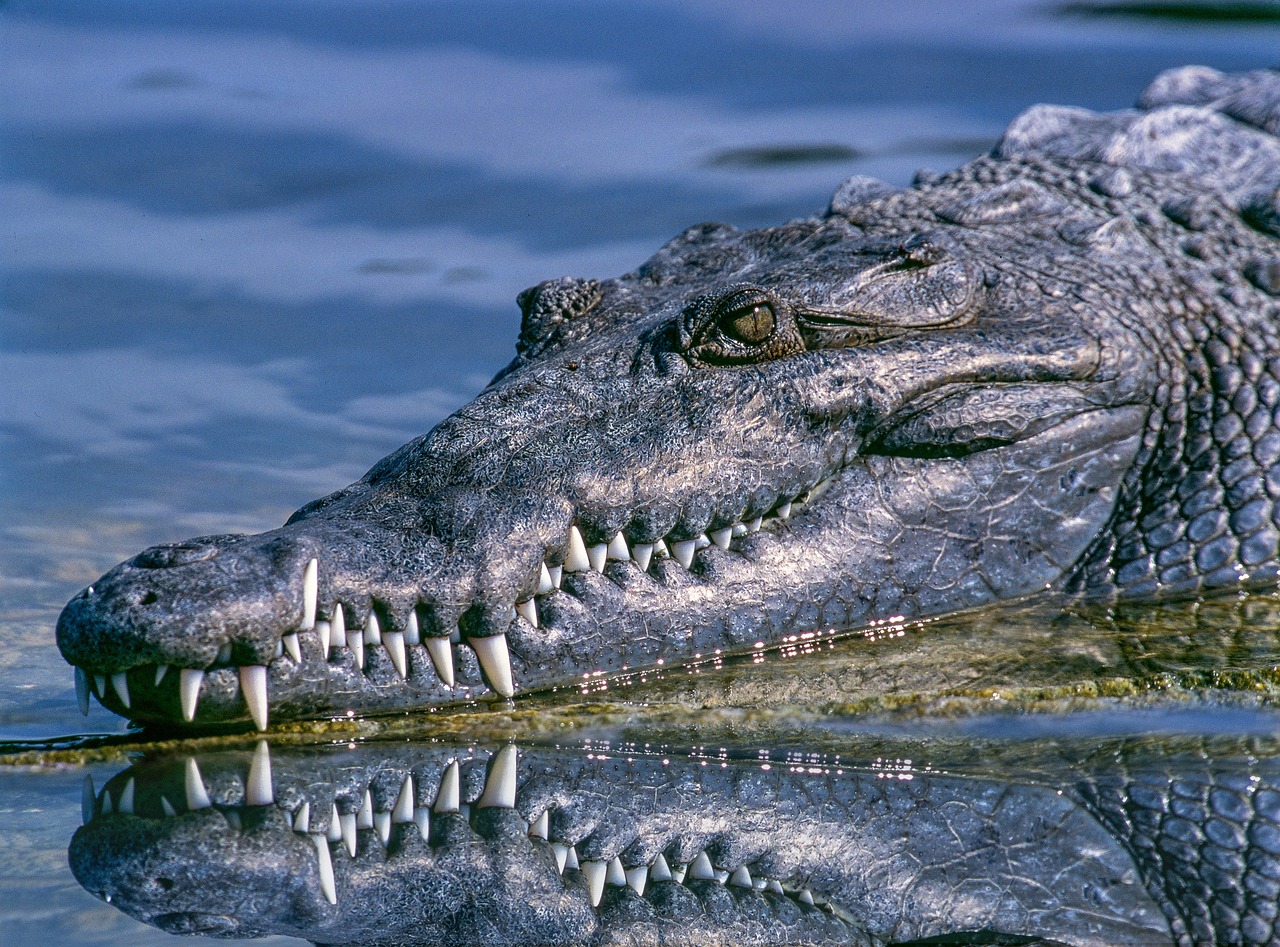 Aligatorius, Gyvūnas, Gyvūnų Fotografija, Iš Arti, Krokodilas, Pavojingas, Fangs, Atspindys, Burna, Gamta