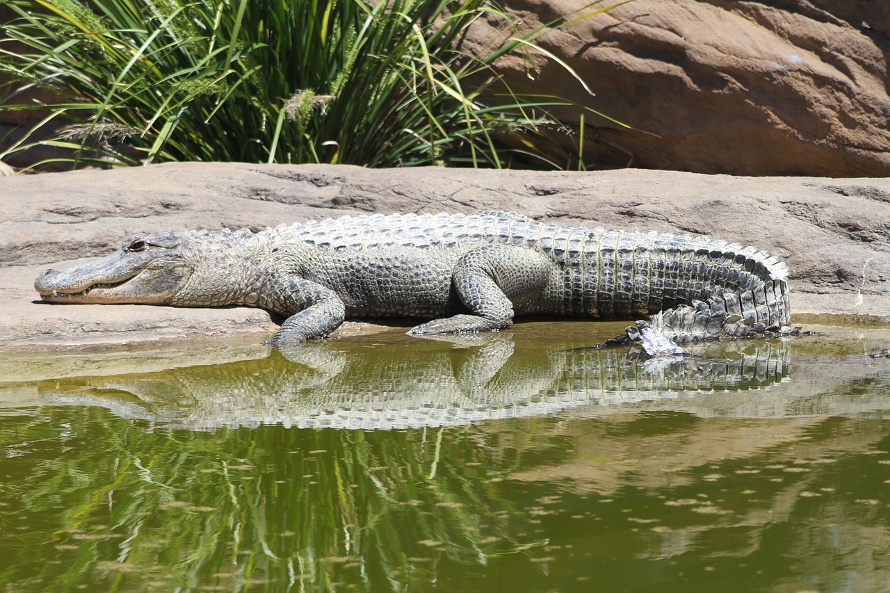 Aligatorius, Krokodilas, Ropliai, Gyvūnas, Nemokamos Nuotraukos,  Nemokama Licenzija