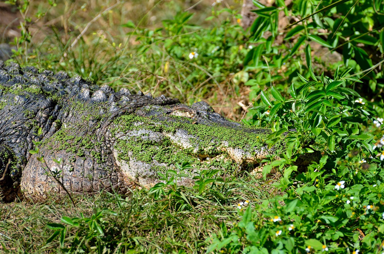 Aligatorius, Ropliai, Užmaskuota, Gyvūnas, Krokodilas, Žalias, Vanduo, Pelkė, Florida, Uodega