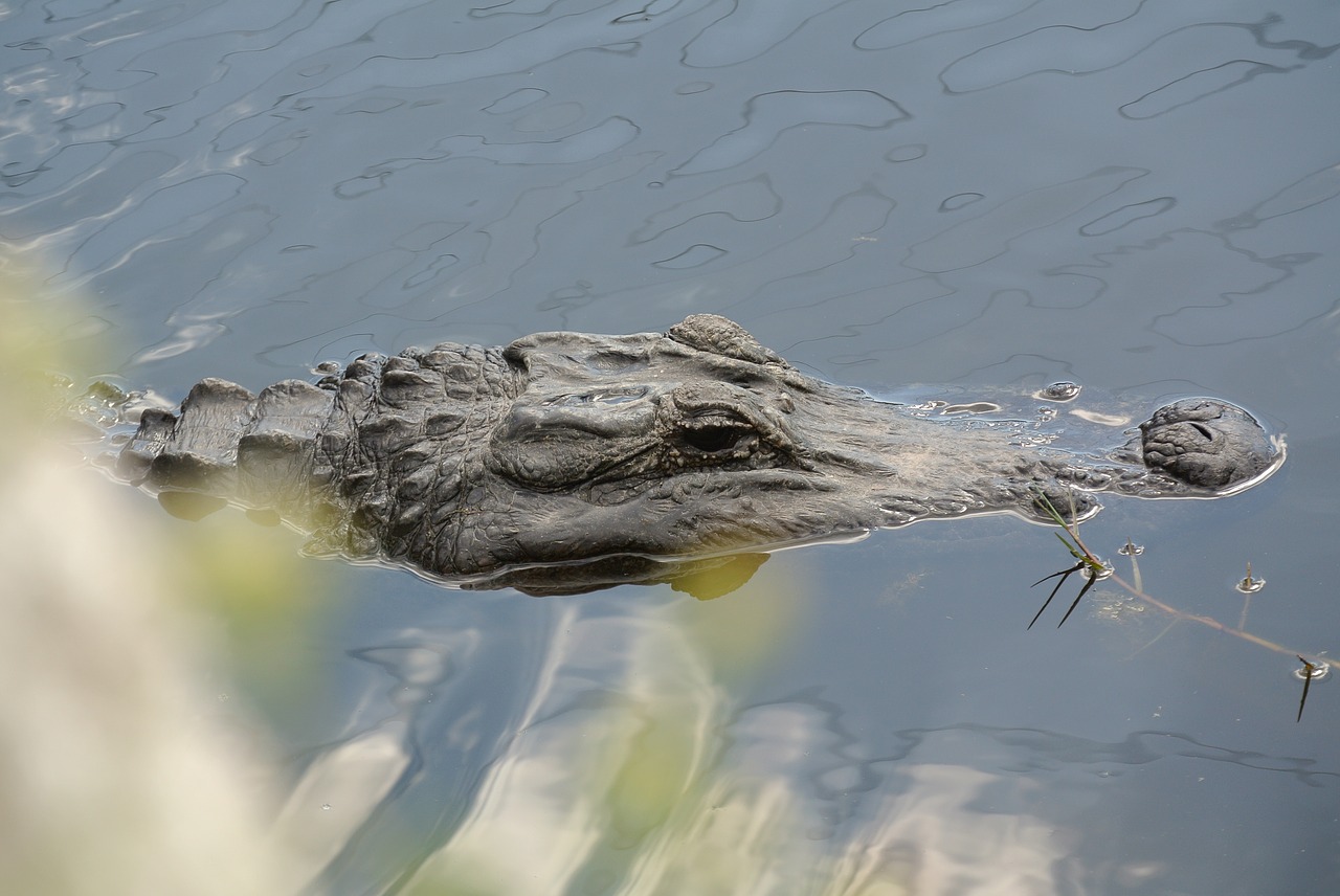 Aligatorius, Florida, Mangroviai, Vanduo, Uždaryti, Nemokamos Nuotraukos,  Nemokama Licenzija