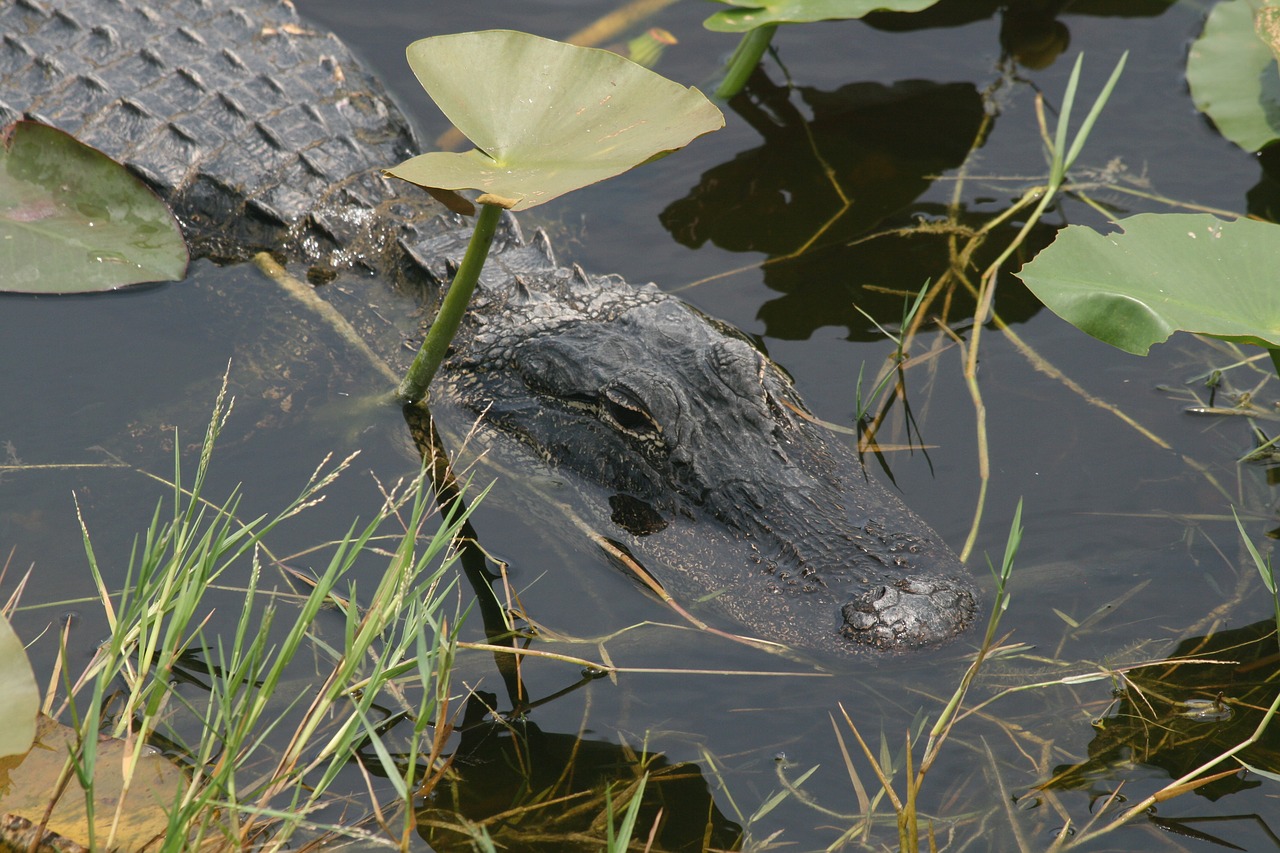 Aligatorius, Florida, Everglades, Plėšrūnas, Usa, Mangroviai, Uždaryti, Ropliai, Gyvūnų Pasaulis, Nemokamos Nuotraukos