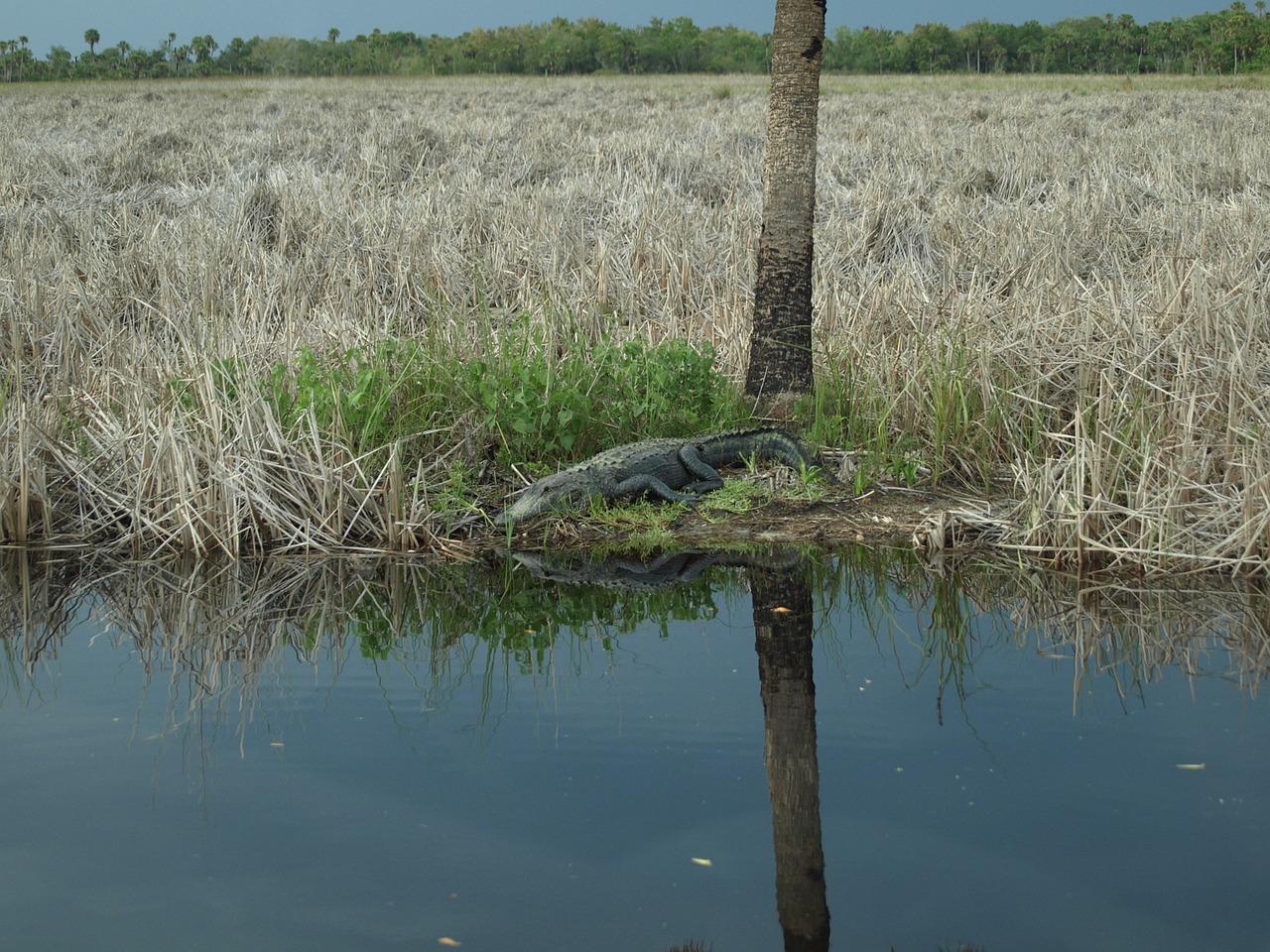 Aligatorius, Everglades, Krokodilas, Gyvūnas, Hir, Pavojingas, Ropliai, Nemokamos Nuotraukos,  Nemokama Licenzija