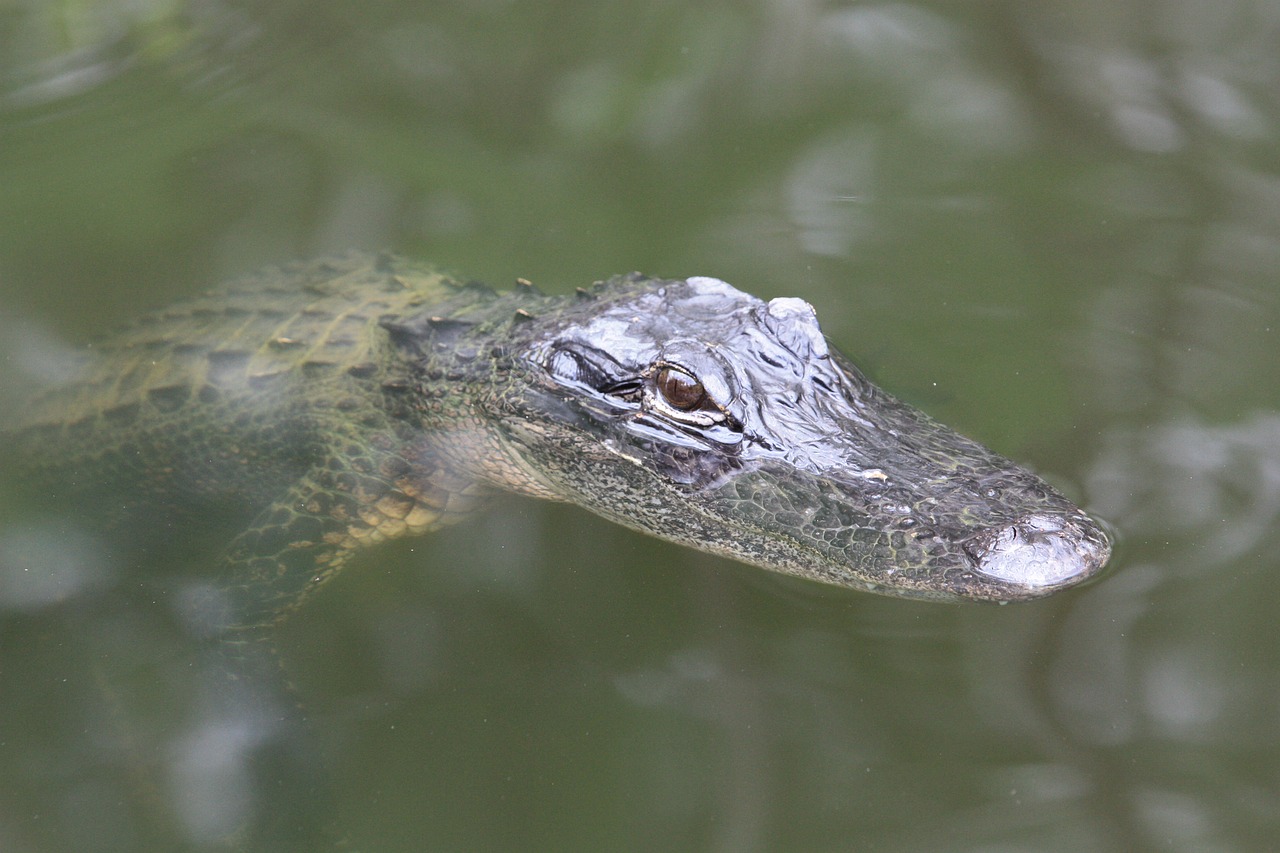 Aligatorius, Florida, Kūdikio Aligatorius, Krokodilas, Plėšrūnas, Usa, Pelkė, Rizika, Everglades, Vanduo