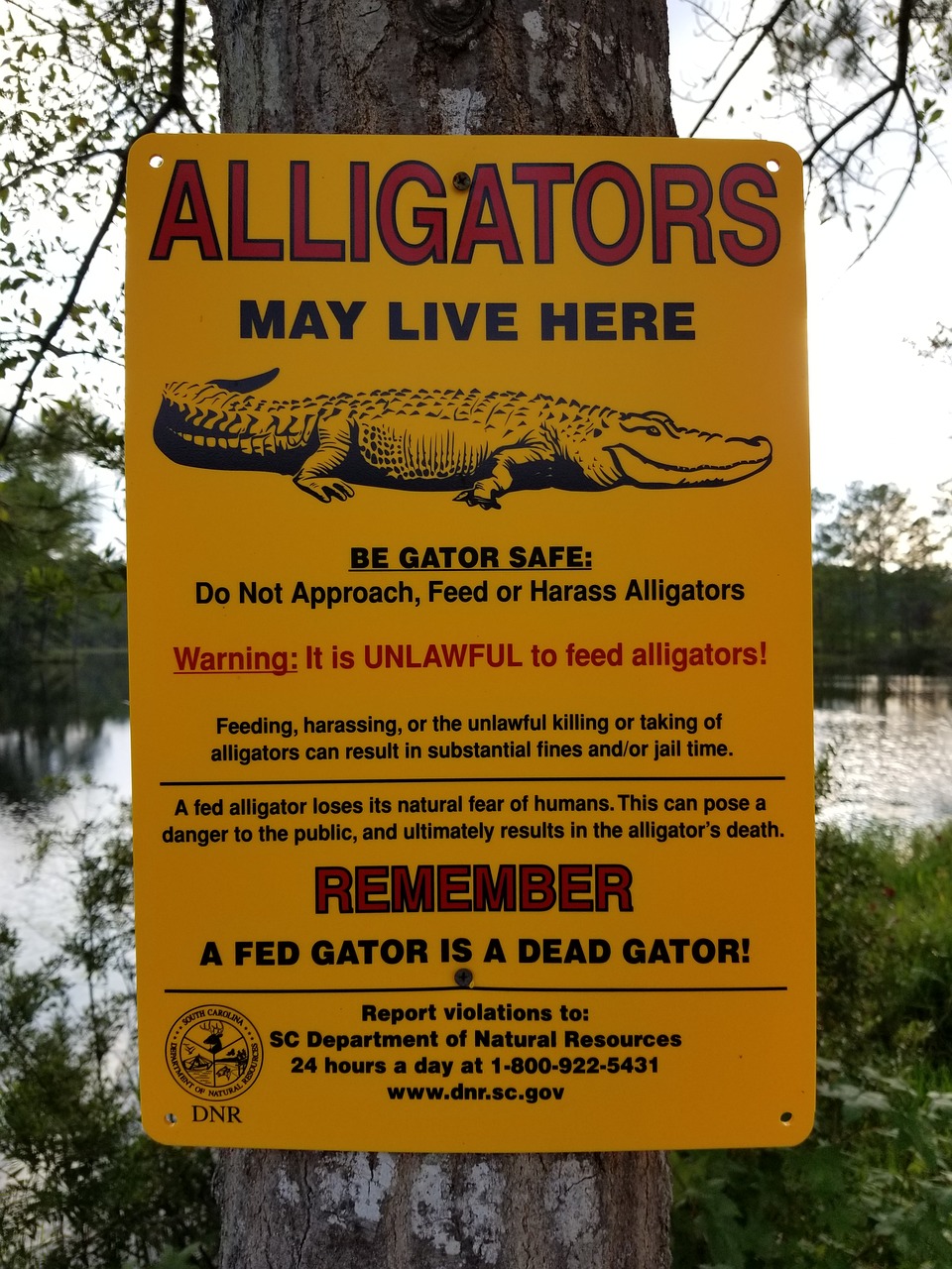 Aligatorius, Ženklas, Įspėjimas, Pavojus, Atsargiai, Gamta, Nemokamos Nuotraukos,  Nemokama Licenzija
