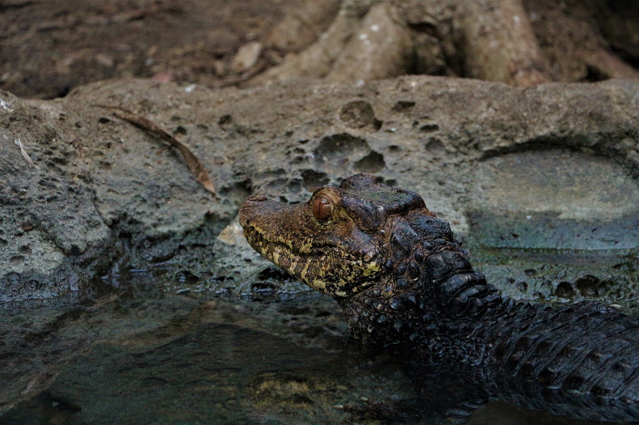 Aligatorius,  Gyvūnas,  Roplys,  Pobūdį,  Krokodilas,  Galva,  Zoo,  Svarstyklės,  Vivariumas,  Vandens