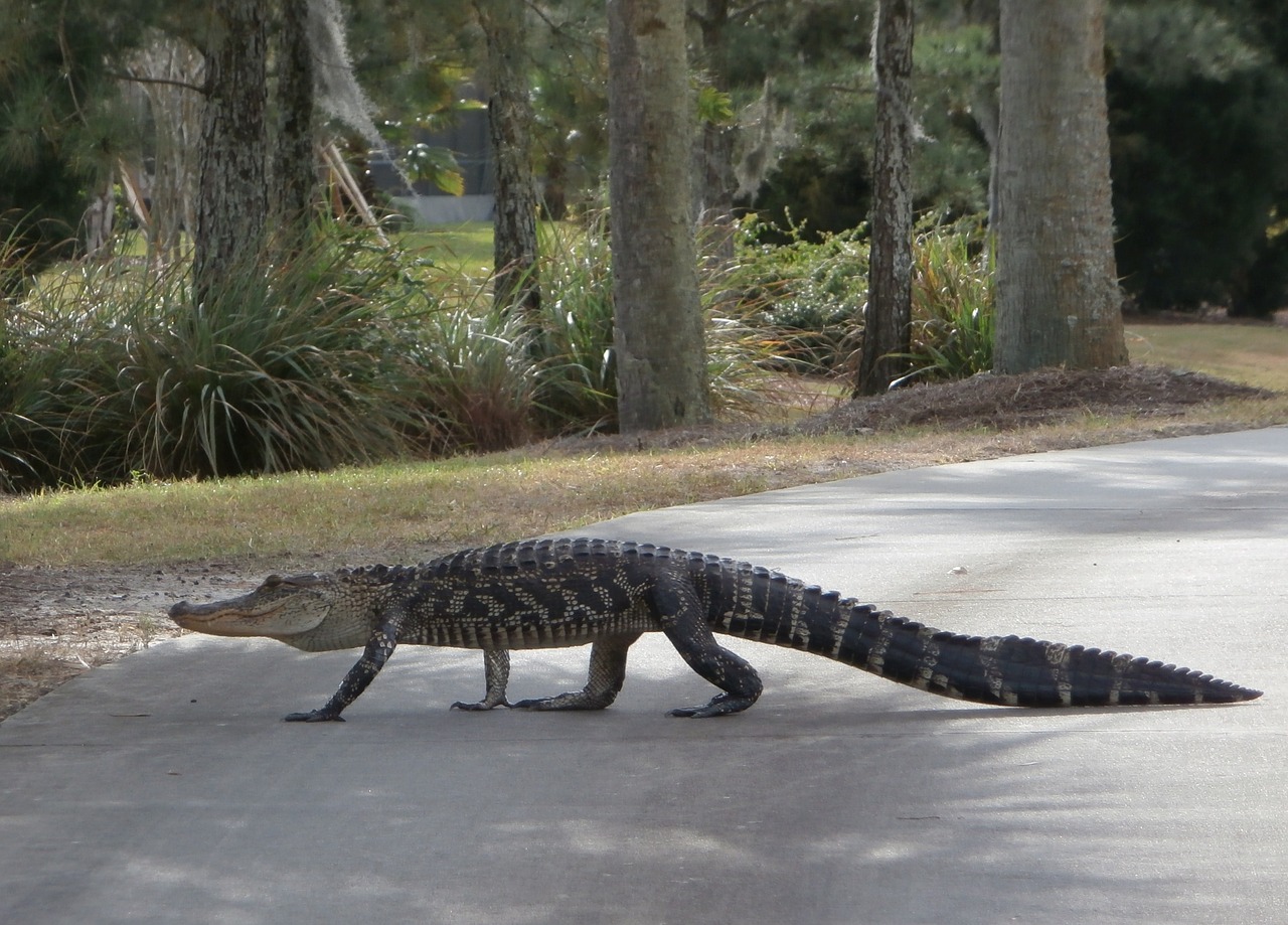 Aligatorius,  Pėsčiomis,  Golfo Laukas,  Roplys,  Florida,  Kelias, Nemokamos Nuotraukos,  Nemokama Licenzija