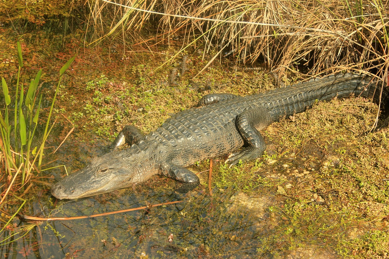 Aligatorius, Ropliai, Amerikietis, Gyvūnas, Laukinė Gamta, Laukiniai, Zoologija, Rūšis, Dykuma, Aplinka