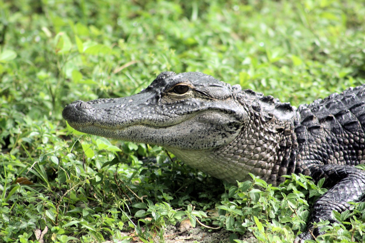 Aligatorius,  Jav,  Roplys,  Everglades,  Florida,  Pelkė,  Predator,  Gyvūnijos Pasaulyje,  Amerika,  Laukinių