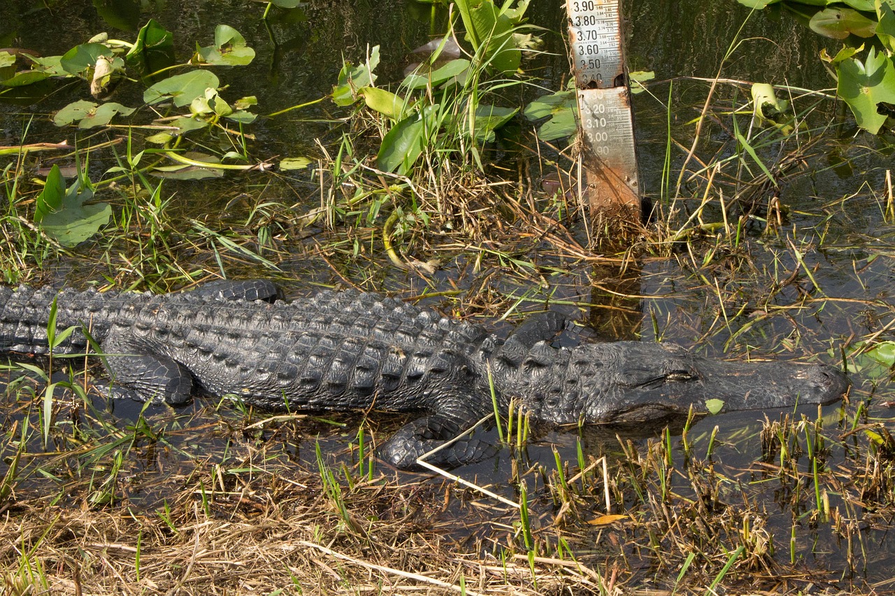 Aligatorius,  Everglades,  Roplys,  Pobūdį,  Gyvūnijos,  Pelkė,  Aligatorius,  Naudoti,  Florida, Nemokamos Nuotraukos