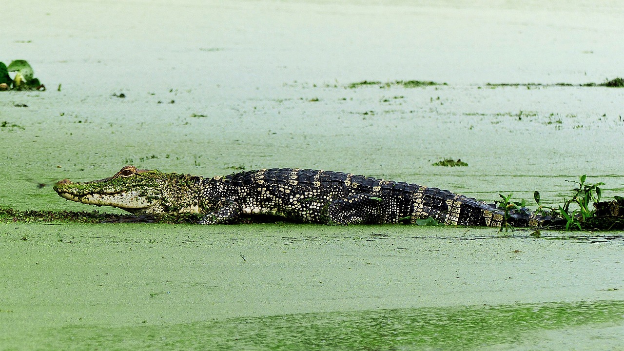 Aligatorius,  Gyvūnas,  Bayou,  Vandens,  Marsh,  Louisiana,  Putos,  Augalai,  Rytą,  Ramus