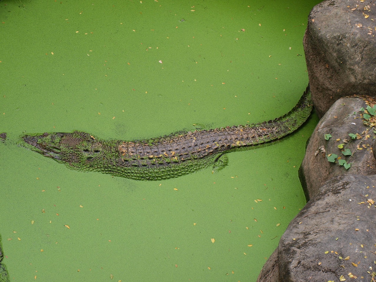 Aligatorius, Laukinė Gamta, Gamta, Ropliai, Krokodilas, Plėšrūnas, Pavojingas, Aligatorius, Gharial, Pelkės