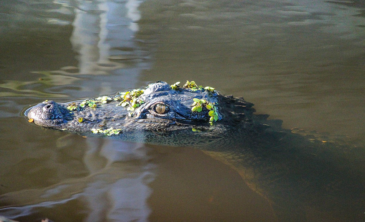 Aligatorius, Amerikietiškas Aligatorius, Aligatorius, Amfibija, Luiziana, Plėšrūnas, Bayou, Pavojingas, Ropliai, Pelkė