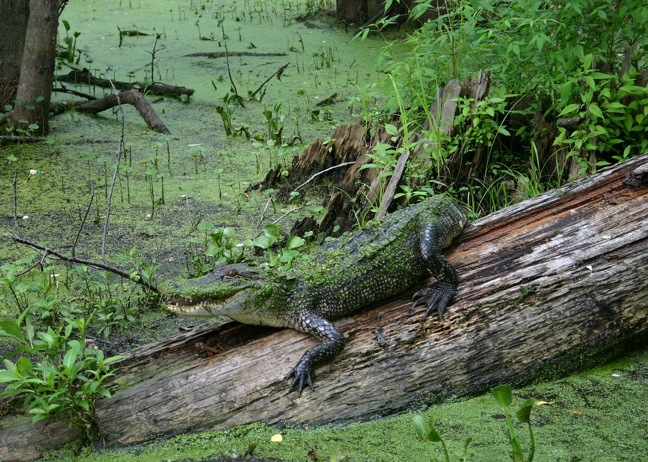 Aligatorius, Pelkė, Laukinė Gamta, Gamta, Ropliai, Laukiniai, Pavojingas, Aligatorius, Kamufliažas, Nemokamos Nuotraukos