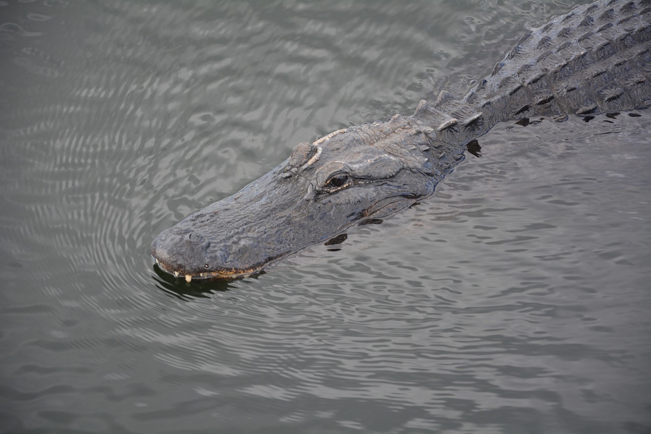 Aligatorius, Everglades, Krokodilas, Pavojingas, Hir, Nemokamos Nuotraukos,  Nemokama Licenzija