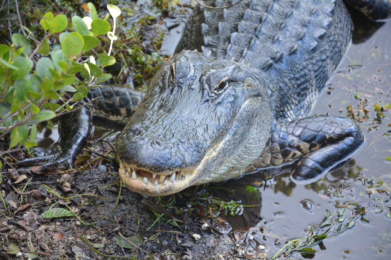 Aligatorius, Krokodilas, Pavojingas, Hir, Everglades, Nemokamos Nuotraukos,  Nemokama Licenzija