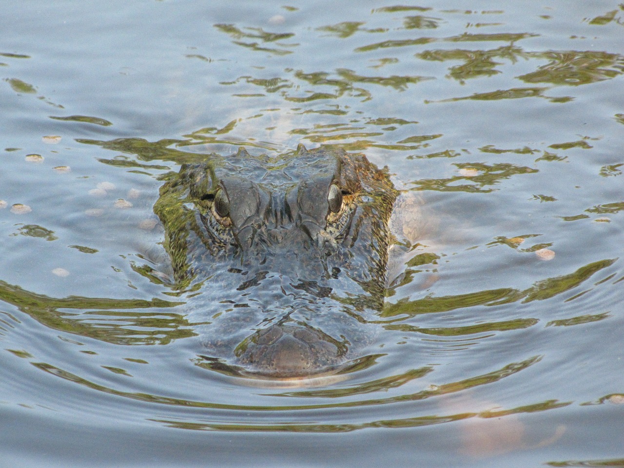 Aligatorius, Gyvūnai, Gamta, Krokodilas, Laukinė Gamta, Ropliai, Plėšrūnas, Pavojingas, Mėsėdis, Amfibija