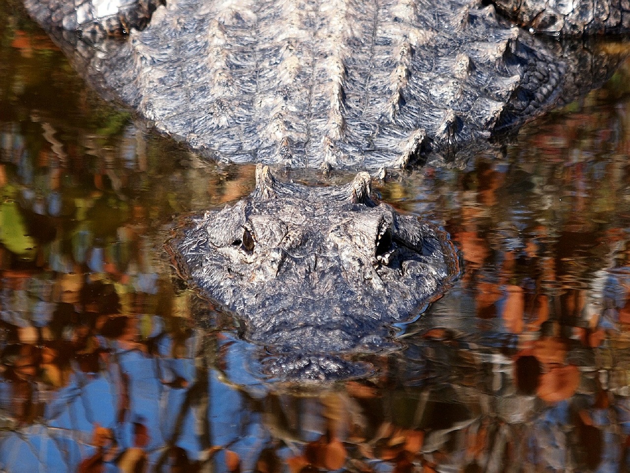 Aligatorius, Ropliai, Vanduo, Gamta, Laukinė Gamta, Lauke, Plėšrūnas, Mėsėdis, Plaukti, Ežeras