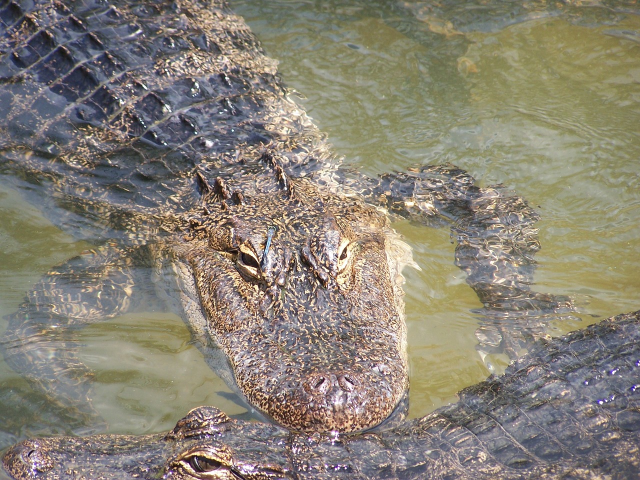 Aligatorius, Ropliai, Zoologijos Sodas, Laukinė Gamta, Gamta, Dantys, Burna, Pavojus, Vanduo, Gyvūnas