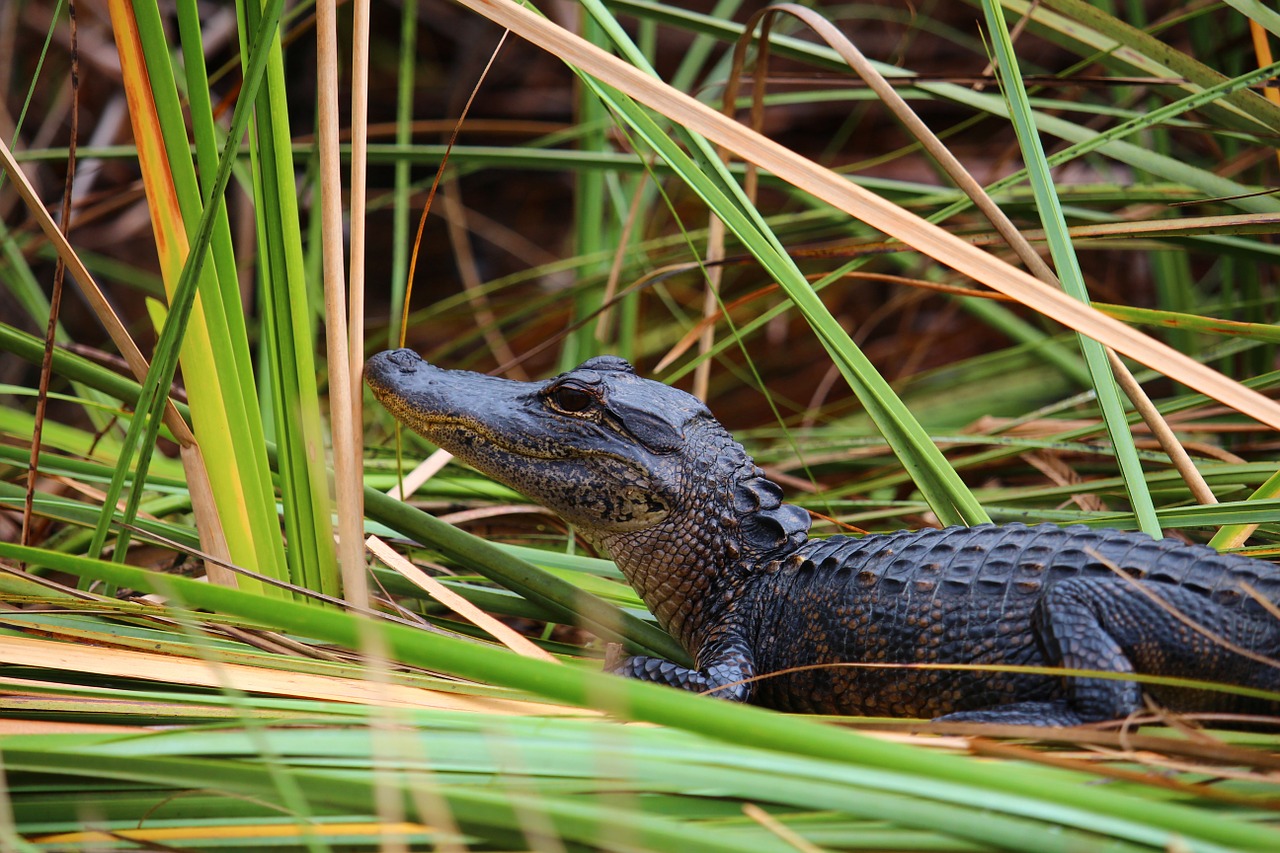 Aligatorius, Krokodilas, Everglades, Pelkė, Ropliai, Florida, Nemokamos Nuotraukos,  Nemokama Licenzija