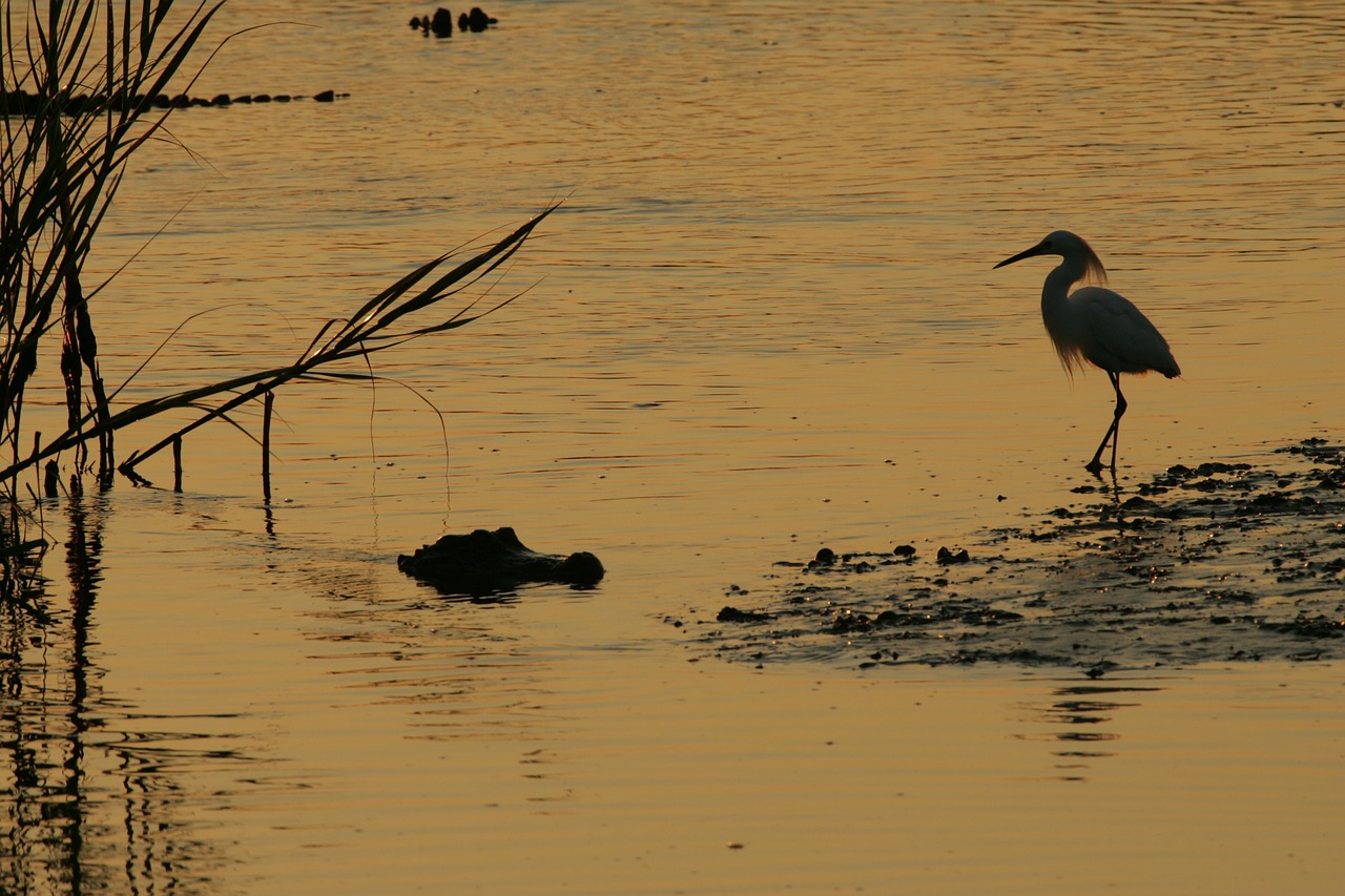 Aligatorius,  Paukštis,  Egret,  Laukinė Gamta,  Ropliai,  Vanduo,  Pavojus,  Vada,  Saulėlydis,  Gamta