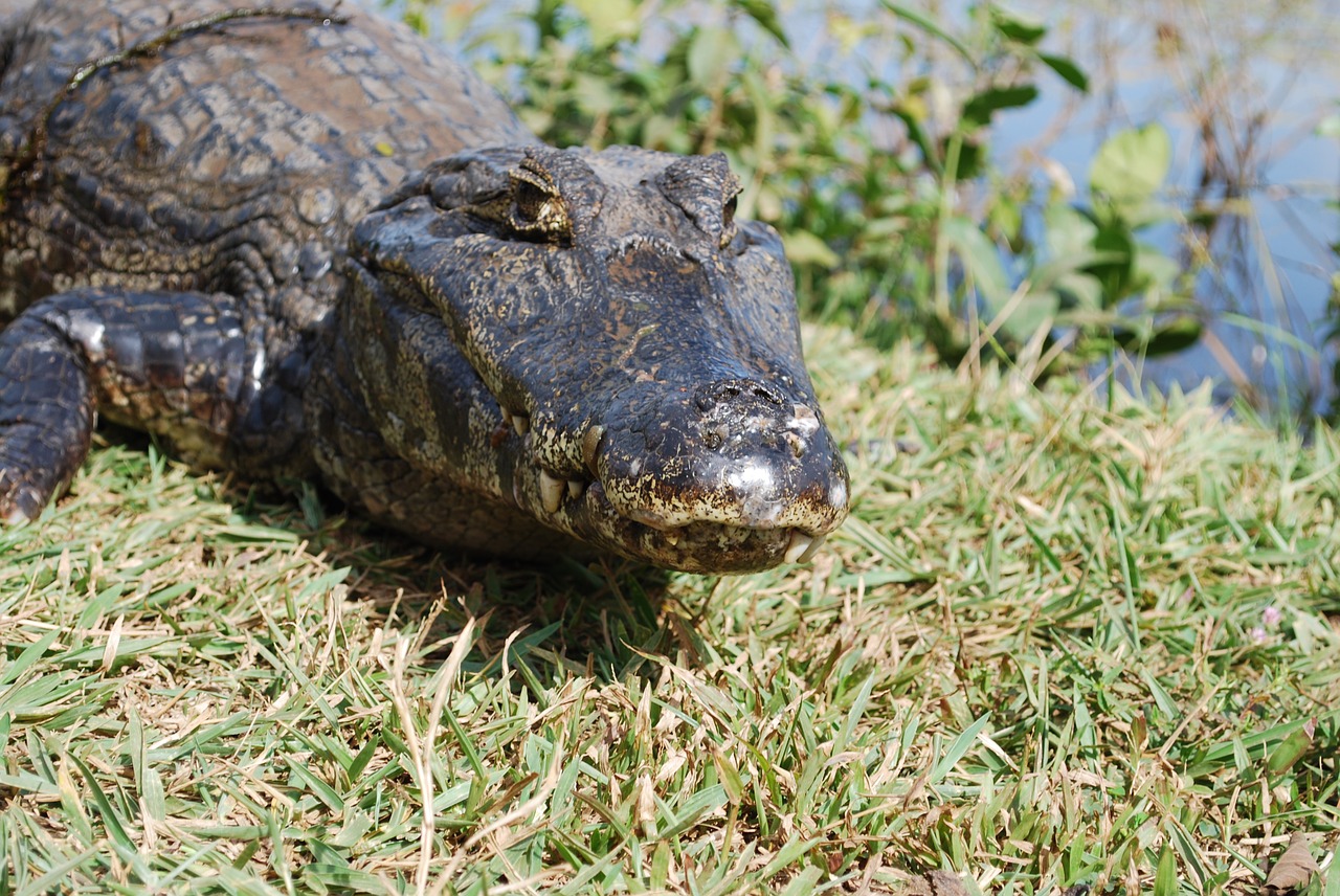 Aligatorius, Pelkė, Mato Grosso, Brazilija, Ropliai, Nemokamos Nuotraukos,  Nemokama Licenzija