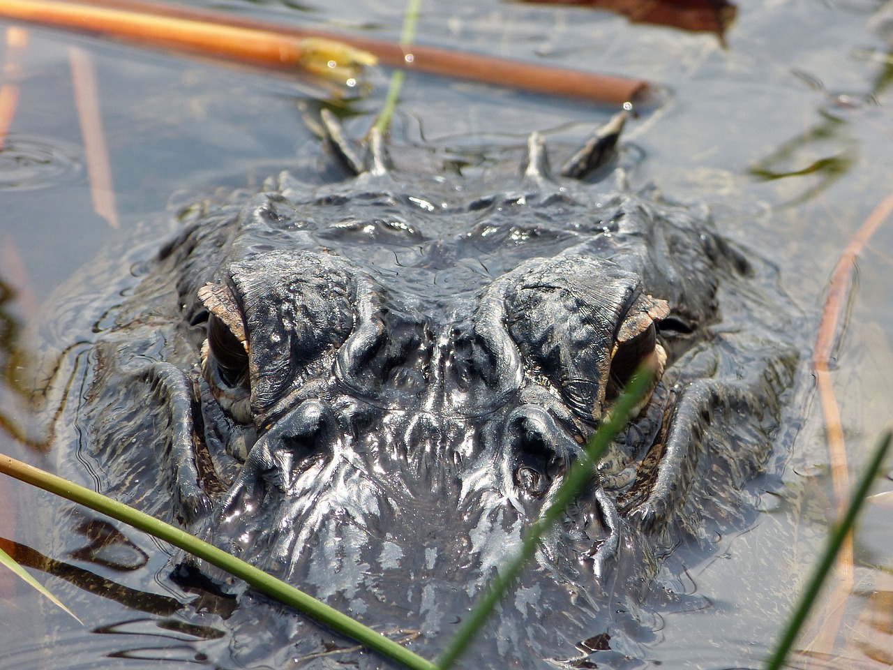 Aligatorius, Florida, Everglades, Usa, Nemokamos Nuotraukos,  Nemokama Licenzija