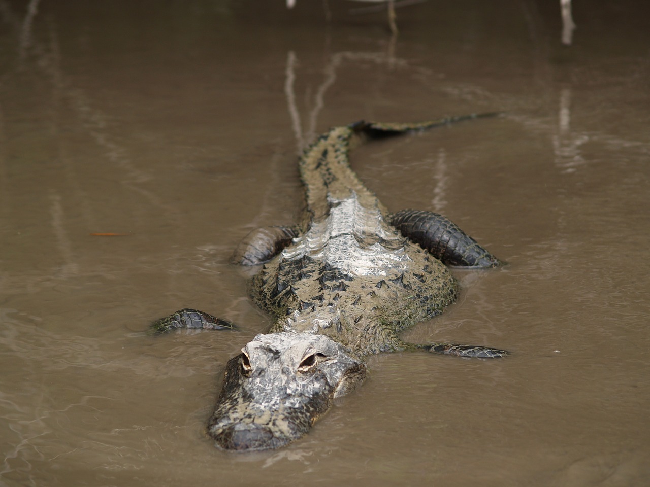 Aligatorius, Aligatorius, Florida, Pavojingas, Ropliai, Laukiniai, Pelkė, Everglades, Sulaikymas, Budrus