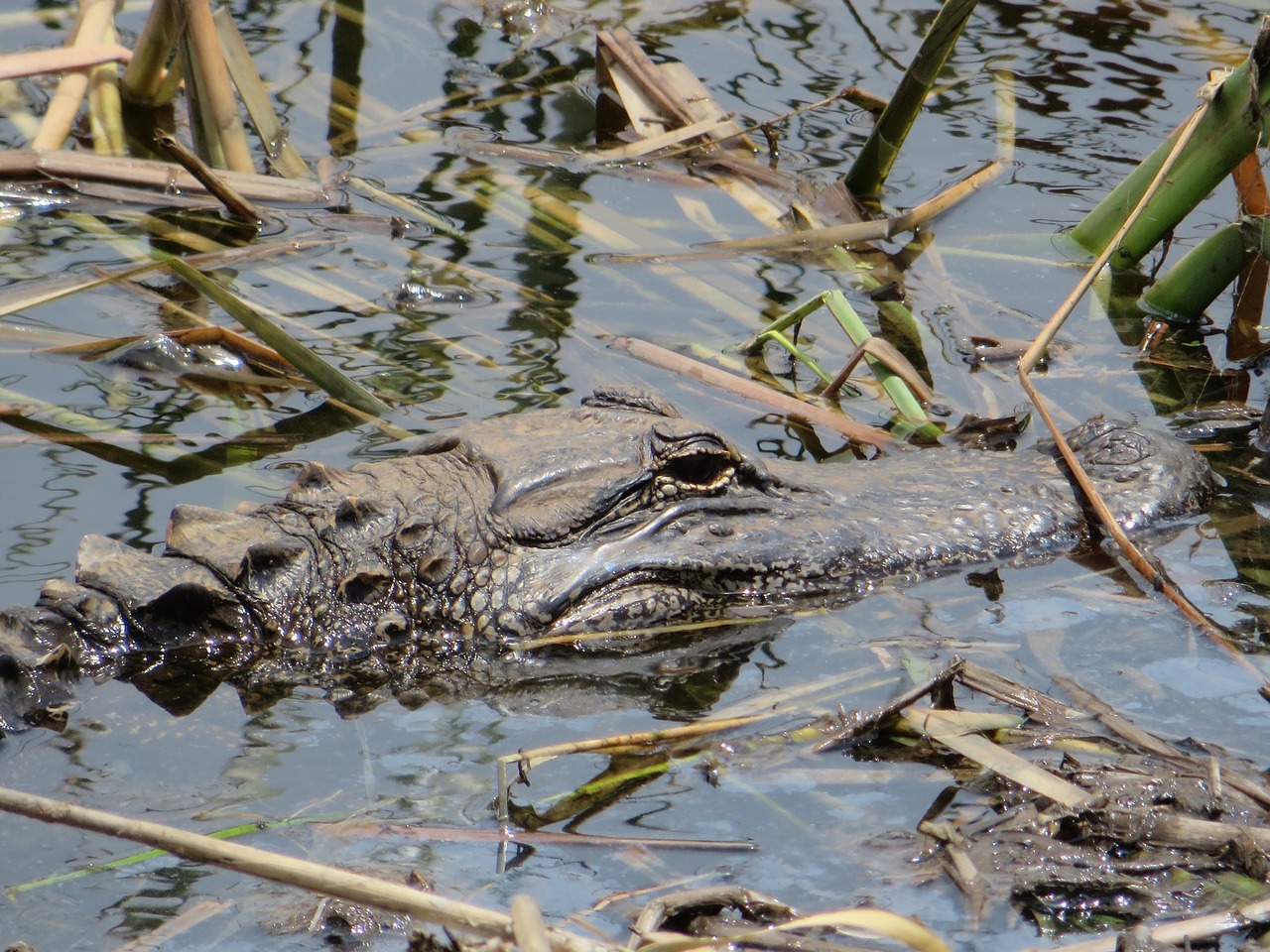 Aligatorius, Gamta, Pelkės, Nemokamos Nuotraukos,  Nemokama Licenzija